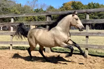 Biểu trưng cho tốc độ, sức mạnh và khát vọng chinh phục, hình ảnh ngựa - con giáp thứ bảy trong văn hóa Á Đông - đã trở thành cảm hứng cho nhiều thương hiệu ô tô danh tiếng trên thế giới.