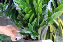 Cây phong thủy hút tài lộc cực mạnh nhưng ẩn chứa độc tố nguy hiểm