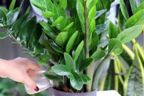 Cây phong thủy hút tài lộc cực mạnh nhưng ẩn chứa độc tố nguy hiểm