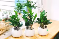 Đặt 7 cây cảnh này trước nhà, tài vận sáng rõ, tiền vào như nước