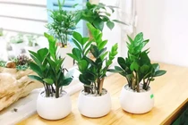 Đặt 7 cây cảnh này trước nhà, tài vận sáng rõ, tiền vào như nước