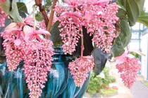 3 cây cảnh đẹp không cần chăm vẫn thu hút tài lộc