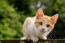 Sau Tết, 4 con giáp gặp vận may lớn, thu nhập tăng vun vút