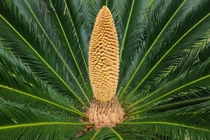 Nhà có 7 loại cây nở hoa, gia chủ tiền tụ như mây kéo!