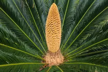 Nhà có 7 loại cây nở hoa, gia chủ tiền tụ như mây kéo!