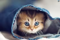 Danh sách 3 con giáp mang 'lộc về cho cả nhà' năm 2026