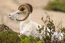 3 con giáp làm ăn gặp thời, kiếm bộn tiền nửa cuối tháng 12