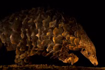 20 bức ảnh động vật hoang dã đẹp nhất khiến thế giới lặng đi