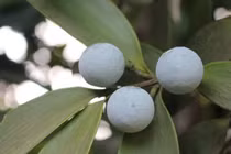 Bật mí 4 loại cây cảnh phong thủy giúp khai vận và hút tài lộc