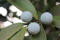 Bật mí 4 loại cây cảnh phong thủy giúp khai vận và hút tài lộc