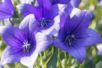 Cây cảnh nở hoa 365 ngày, mang cát tường hạnh phúc vào nhà