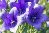 Cây cảnh nở hoa 365 ngày, mang cát tường hạnh phúc vào nhà