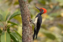 Thú vị loài chim nhỏ nhưng có võ sống nhiều ở Việt Nam