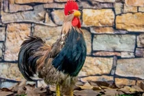 Giữa tháng 6, 3 con giáp trúng số đổi đời, ai độc đắc?