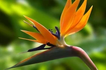 Người giàu mê trồng 4 loại cây cảnh bình dị, tài lộc vẫn bùng nổ