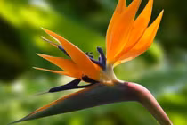 Người giàu mê trồng 4 loại cây cảnh bình dị, tài lộc vẫn bùng nổ