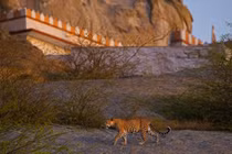 Chuyện lạ có thật nơi con người và báo hoa mai sống hòa hợp