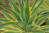 Bí quyết trồng 4 cây cảnh mạ vàng giúp tụ lộc, đổi vận giàu