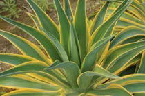 Bí quyết trồng 4 cây cảnh mạ vàng giúp tụ lộc, đổi vận giàu