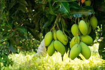 4 cây tụ lộc Trời ban, càng trồng càng phát tài, chặt dễ nghèo