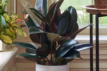 Điểm danh 7 cây cảnh vừa lọc khí độc, vừa hút lộc vào nhà