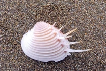 Ngao vệ nữ hiếm gặp, nhiều người ráo riết săn lùng