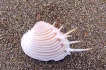 Ngao vệ nữ hiếm gặp, nhiều người ráo riết săn lùng