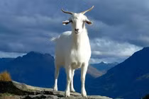 Top 3 con giáp giàu nhất cuối năm 2025, ai số 1?