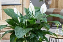 Cây phong thủy giúp con cháu đỗ đạt, tài khí vượng trong nhà