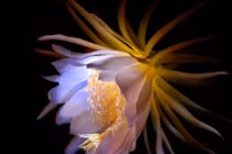 Phật Bà độ mệnh, 3 con giáp hỷ sự ập vào nhà 5 ngày tới 