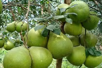 5 cây trồng trong nhà con cháu nhiều đời hưởng phúc lộc