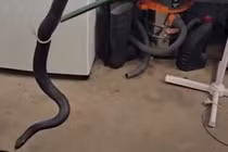 Bắt sống "quái vật" rắn đen bụng đỏ khổng lồ trong nhà kho