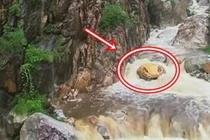 'Trăn khổng lồ' nổi lên giữa suối, du khách sợ 'mất mật'