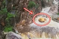 'Trăn khổng lồ' nổi lên giữa suối, du khách sợ 'mất mật'