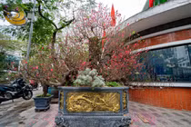 Đào cổ Ngũ Phúc Quần Thụ giá thuê 120 triệu ở chợ hoa Tết Hà Nội