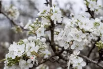 Sau Tết Bính Ngọ, cắm 2 loại hoa này vừa đẹp vừa sang, 2 tháng chưa tàn