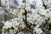 Sau Tết Bính Ngọ, cắm 2 loại hoa này vừa đẹp vừa sang, 2 tháng chưa tàn