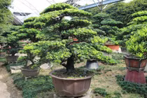 3 cây cảnh chiêu tài hút lộc, càng trồng càng phát đạt