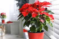 8 loài hoa hút lộc giữ tiền, nhà giàu thường trưng khắp nhà