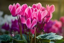 Top 6 cây cảnh dễ trồng đón Tết, hút đầy tài lộc... an yên