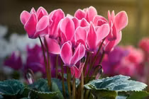 Top 6 cây cảnh dễ trồng đón Tết, hút đầy tài lộc... an yên