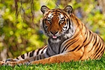 7 ngày tới, 3 con giáp thảm vàng bén gót, sự nghiệp thăng hoa rực rỡ