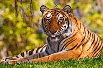 7 ngày tới, 3 con giáp thảm vàng bén gót, sự nghiệp thăng hoa rực rỡ