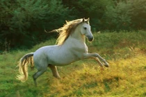 Tháng 12 bùng nổ sự nghiệp, bốn con giáp dễ thăng chức lớn