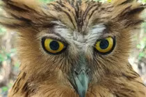 Loài cú cá quý hiếm, thợ săn đêm siêu phàm trong Sách Đỏ Việt Nam