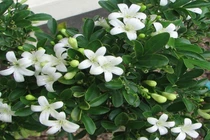 8 loại cây phong thủy trấn nhà giữ của, Thần Tài gõ cửa