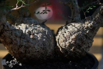 'Quái mộc ngoài hành tinh', vật trữ tiền của giới đại gia