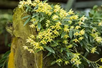 5 cây cảnh quý hơn vàng, dưỡng người... hút lộc cho gia chủ