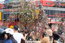 Đào, quất giảm giá mạnh ngày 29 Tết