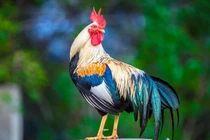 Tháng 8 âm mở vận đại cát, 3 tuổi nhận lộc Trời ban